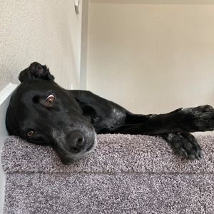 Meet your Posher, Lily